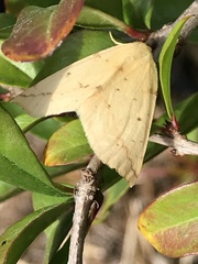 Neoterpes edwardsata