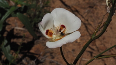 Calochortus dunnii
