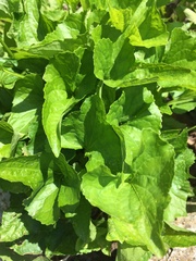 Viola