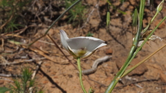 Calochortus dunnii