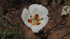 Calochortus dunnii