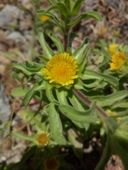 Asteriscus aquaticus