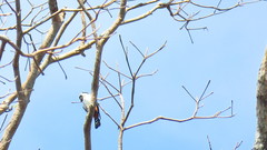 Microhierax caerulescens