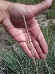Muhlenbergia lindheimeri