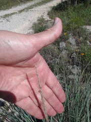 Muhlenbergia lindheimeri