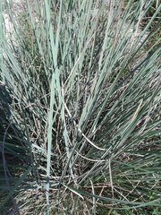 Muhlenbergia lindheimeri