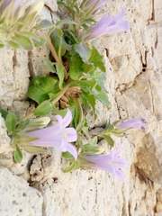 Campanula saxatilis
