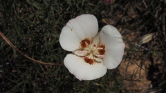 Calochortus dunnii