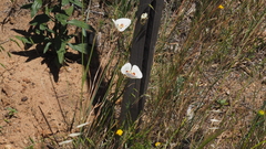 Calochortus dunnii
