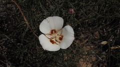 Calochortus dunnii