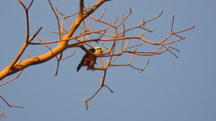 Microhierax caerulescens