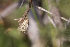 Loxostege aeruginalis