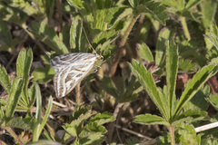 Loxostege aeruginalis