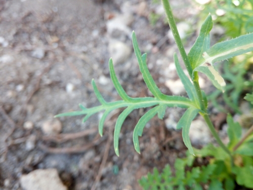 Image of Papaver purpureomarginatum by no rights reserved