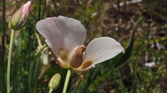 Calochortus dunnii