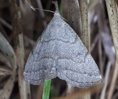 Pechipogo strigilata