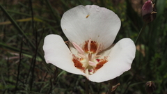 Calochortus dunnii