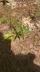 Thyrsanthella difformis