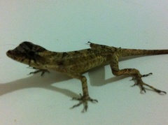 Anolis bicaorum