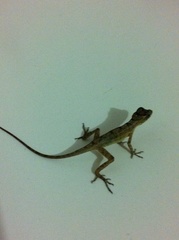 Anolis bicaorum