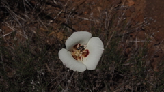 Calochortus dunnii