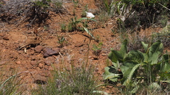 Calochortus dunnii