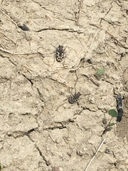 Cicindela tranquebarica kirbyi
