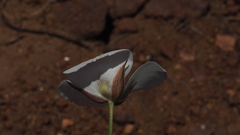 Calochortus dunnii