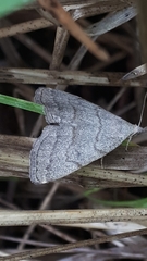 Pechipogo strigilata