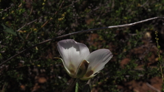 Calochortus dunnii