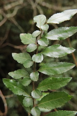 Azara serrata