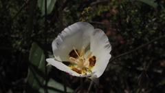 Calochortus dunnii