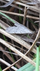 Pechipogo strigilata