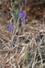 Delphinium pentagynum