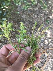 Lepidium strictum