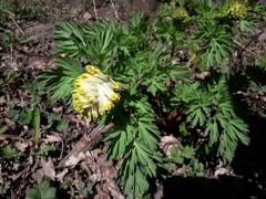 Corydalis nobilis