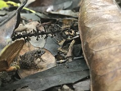 Craugastor polyptychus