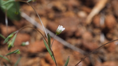 Hesperolinon micranthum