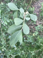 Salix caprea