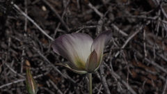 Calochortus dunnii