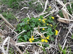 Caltha palustris