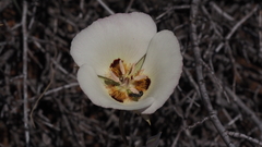 Calochortus dunnii
