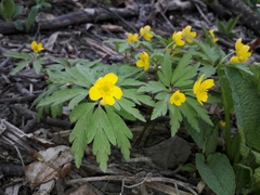 Anemonoides ranunculoides