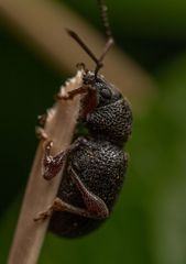 Otiorhynchus rugosostriatus