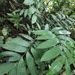 Zamia nesophila - Photo (c) stacebird, some rights reserved (CC BY-NC), uploaded by stacebird