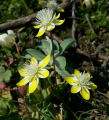 Platystemon californicus