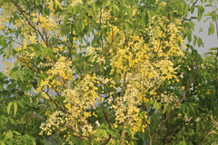 Cassia fistula