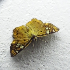 Coladenia indrani