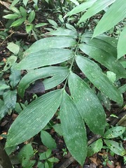 Zamia nesophila