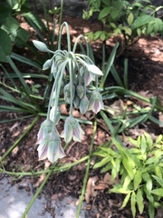 Allium siculum